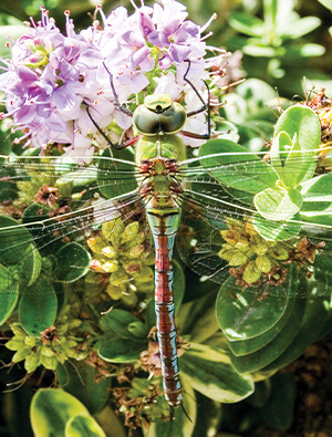 dragonfly, insect, notebook, notepad, dolphin book, A4 lined notebook