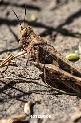 6x9 lined notebook, composition notebook, notepad, locusts, crickets, insects