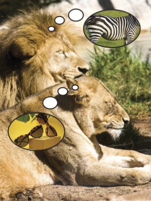 Lion notebook, lion A4 notepad, composition notebook, lined notebook