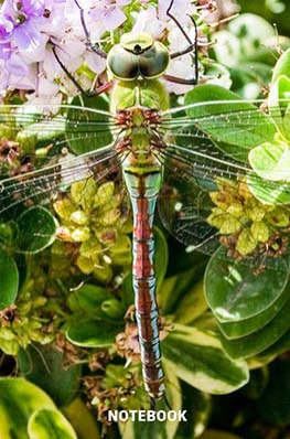 6x9 lined notebook, composition notebook, notepad insects dragonfly