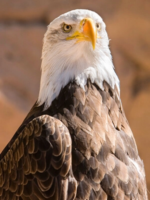 Close-up photograph of a majestic bald eagle with white head, bright yellow beak and detailed brown feathers, featured on the cover of an A4 notepad.