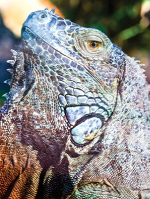 Close-up photograph of a colourful lizard showing its detailed scales, featured on the cover of an A4 lined notepad.