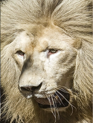 Lion A4 notebook, lion notepad, composition notebook, lined notebook
